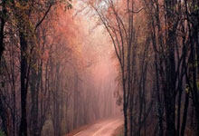 郑钦文首次入围WTA年终总决赛.